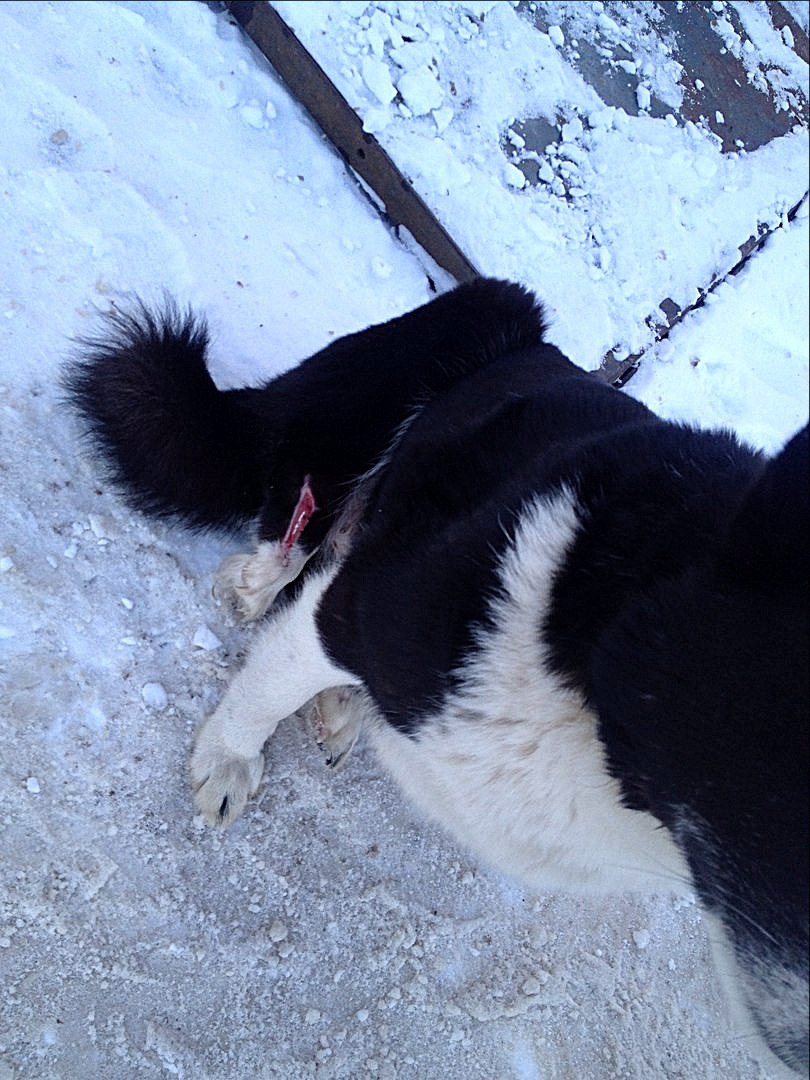 Найдена собака лайка. Нашлась лайка. Найдена собака лайка кобель. Нашлась лайка. Курская область.