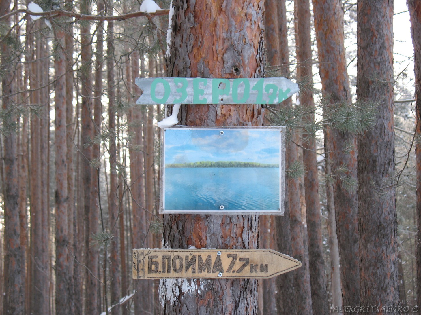Березовая пойма карта