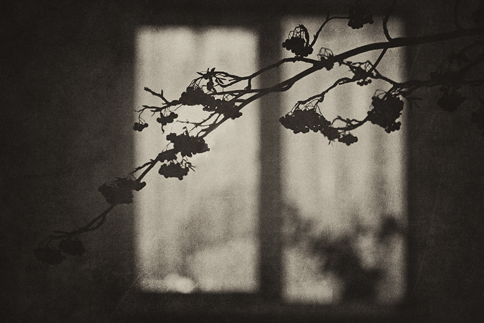 Все тише ветви мне стучат. Ветки на окна. Ветки за окном. Окно черно белое. Веточка дерева за окном.