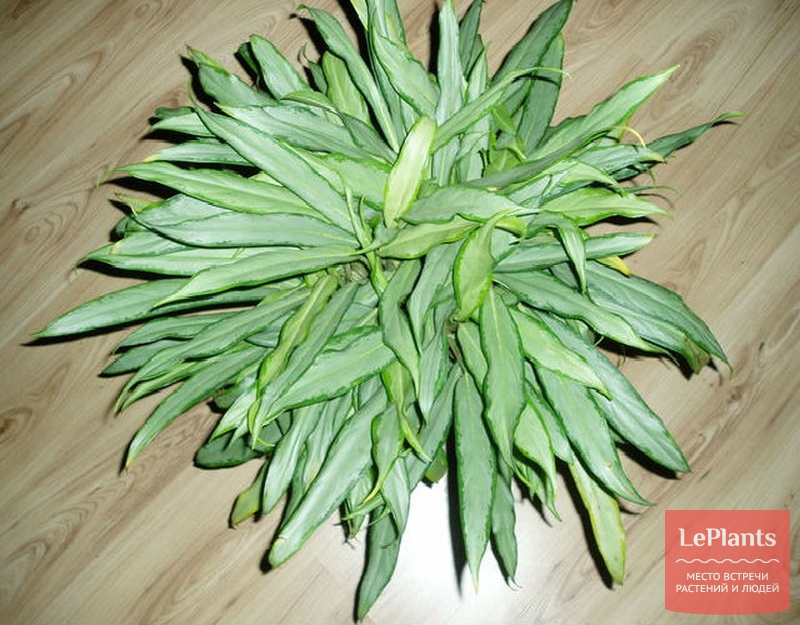 Купить Семена Аглаонемы Почтой России