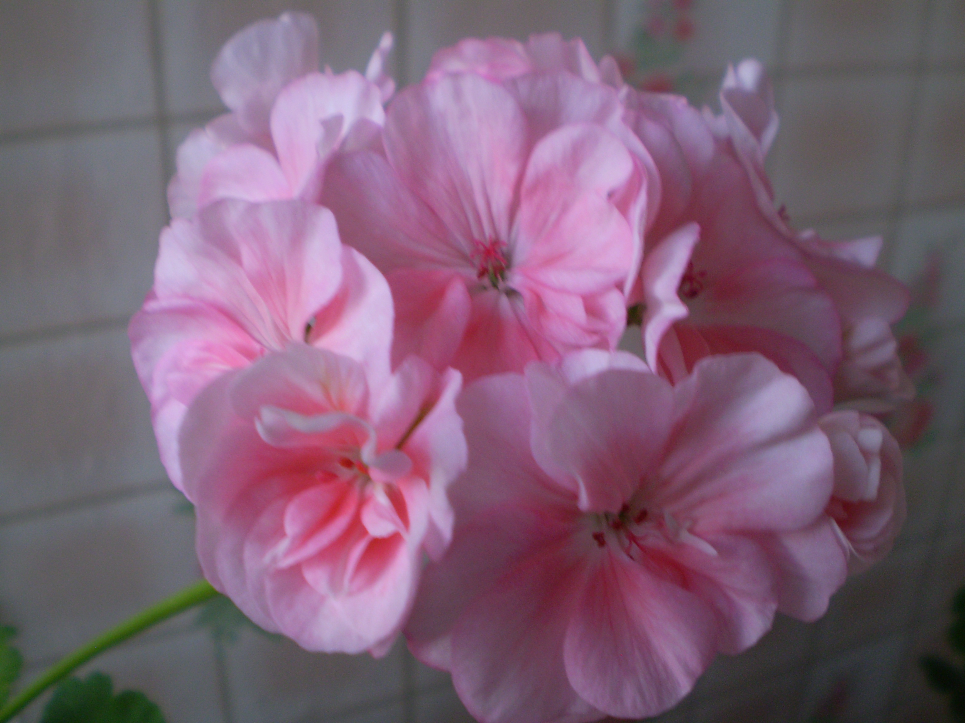 Купить Пеларгонию На Авито В Ярославле