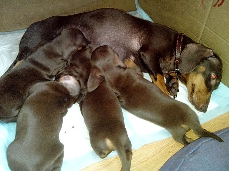 Купить Таксу В Донецке Щенка