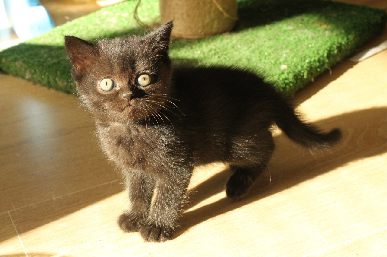 Чёрный котёнок короткошерстеый. Имена котиков мальчиков шотландский котенок черный. Черный котик на руках маленький. Кошечка черничка купить. Черный котенка мальчика.