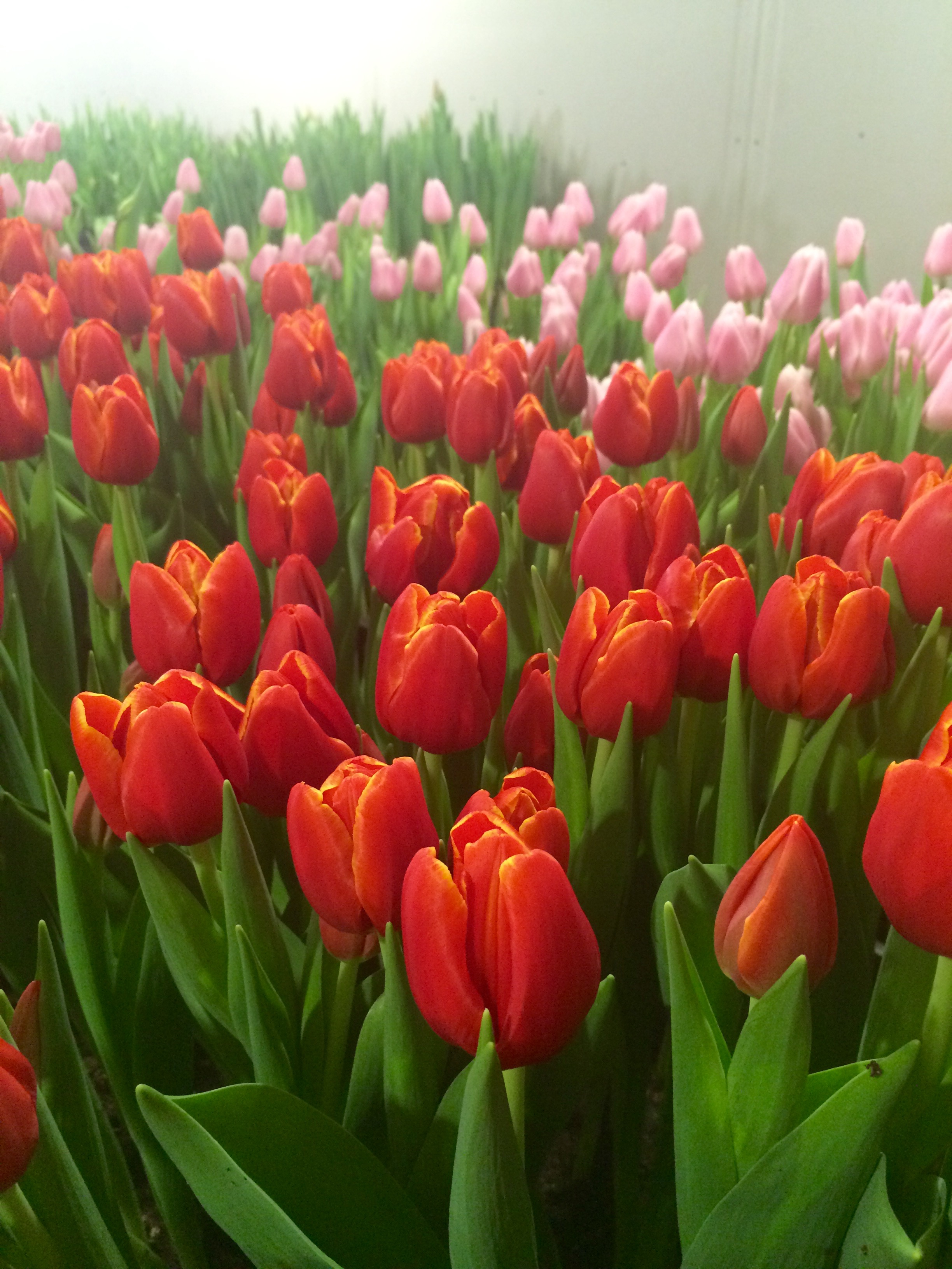 Тюльпан триумф голландия. Какого цвета тюльпаны лучше. Тюльпаны орис. Какого цвета тюльпаны лучше. Какого цвета тюльпаны лучше.