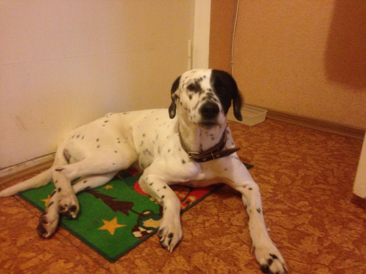 потеряшки нижний новгород собаки