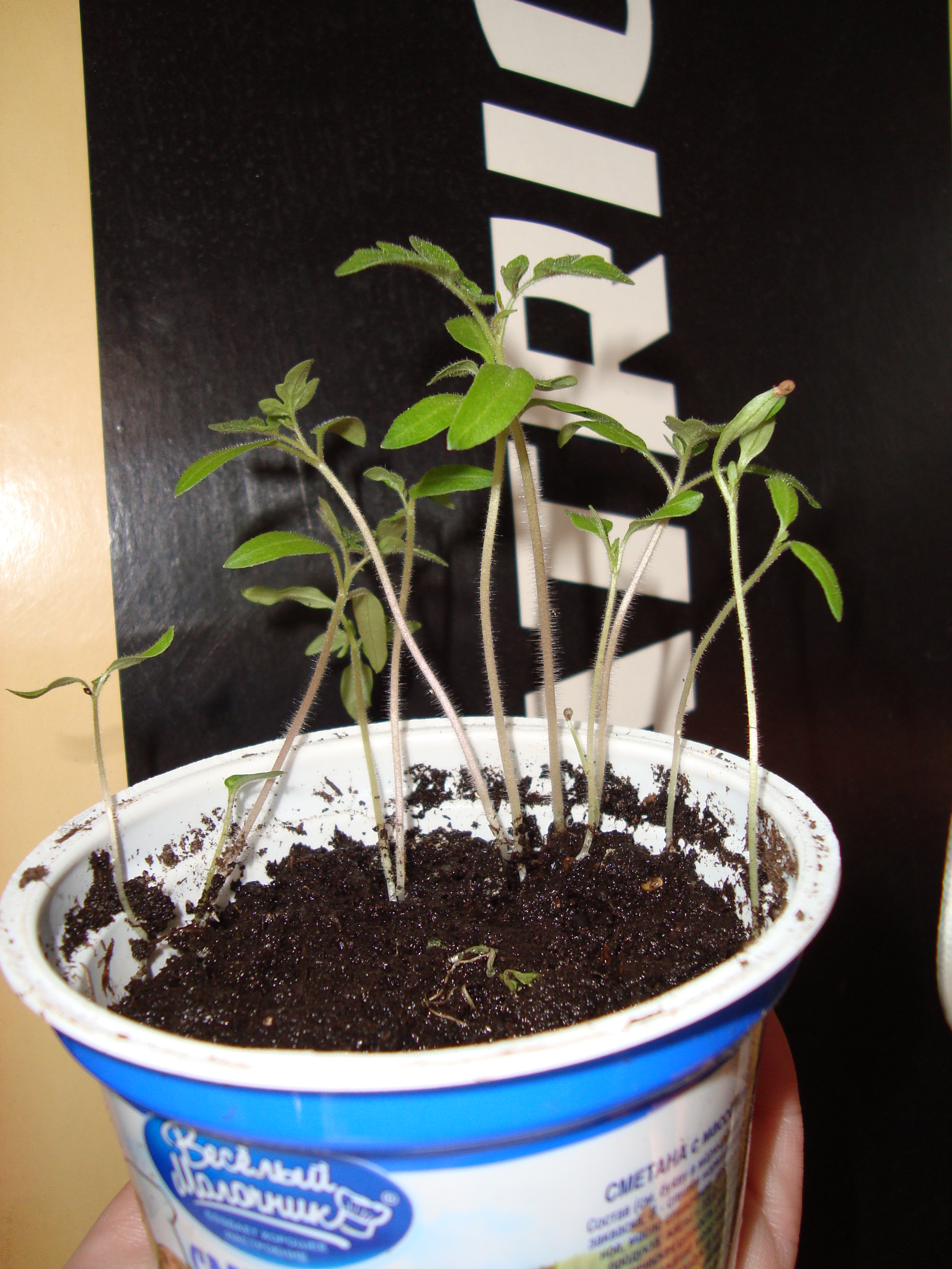 Где Купить Рассаду Помидоров Черри