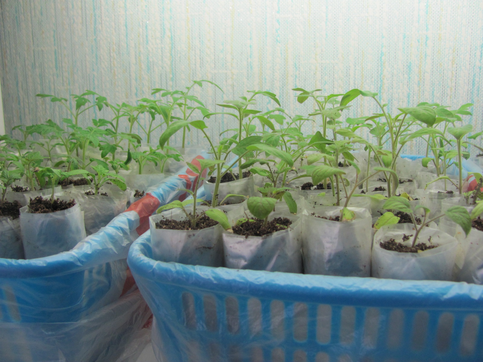 Москвичка рассада томатов. Рассада плохо растет. Рассада разрослась. Рассада перца плохо растет. Рассада перцев.