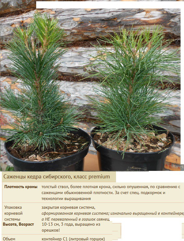 Кедр сколько. Кедр сколько. Кедр сибирский рост в год. Сосна кедровая сибирская сибирский кедр сеянец. Кедр сколько.