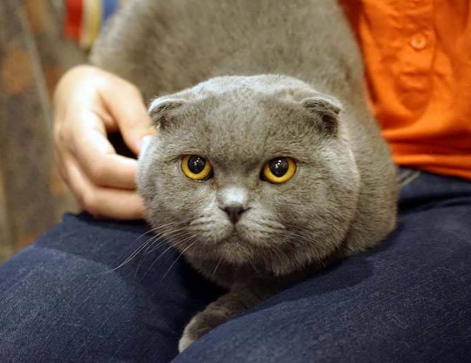 Сколько живет шотландская кошка в домашних условиях. Британская вислоухая кошка. Упитанный скоттиш фолд. Британский кот вислоухий серый. Шотландский вислоухий кот серый.