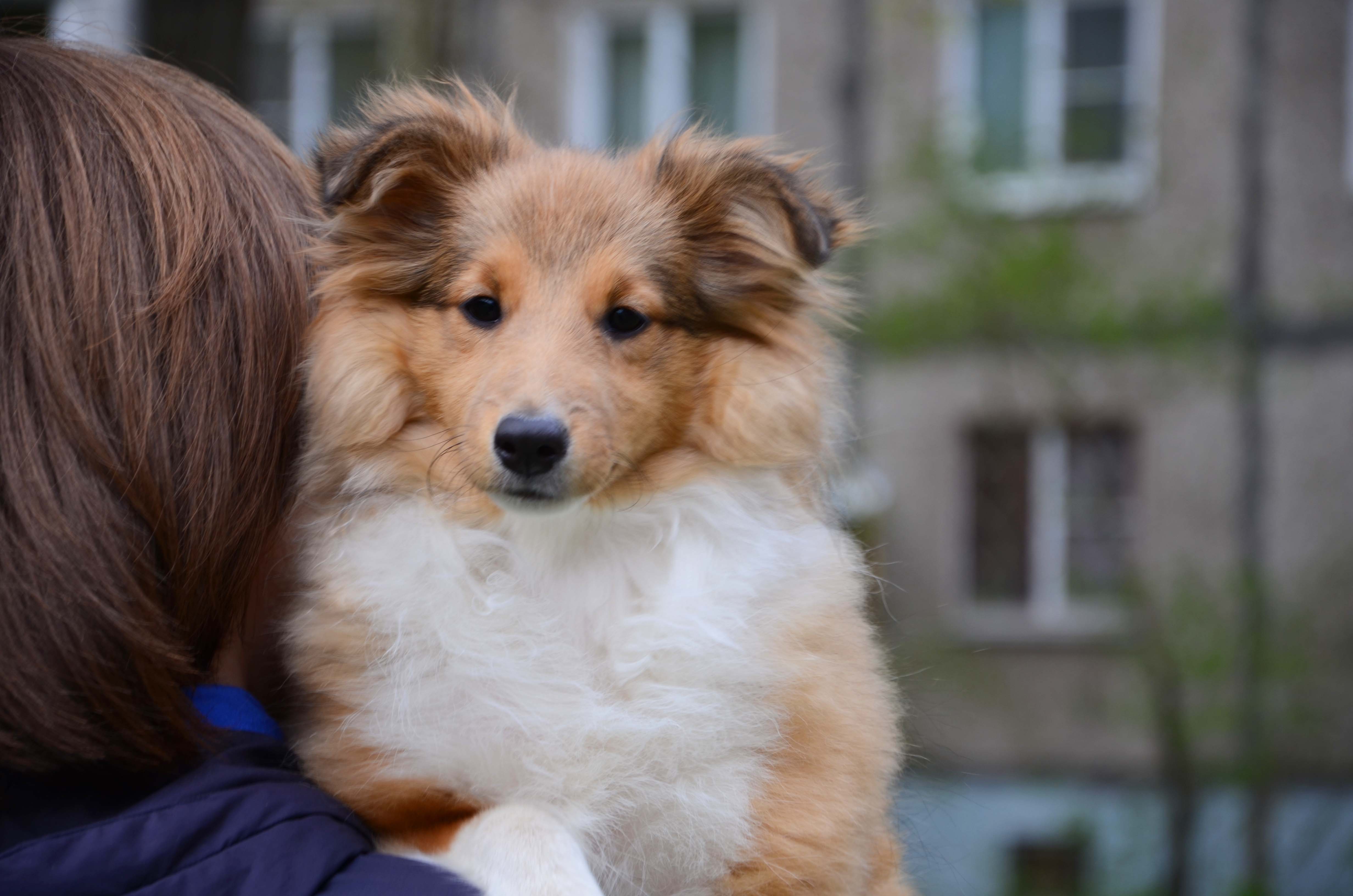 Собака рыжик. Собака Рыжик из Тимирязевского музея. Собака Рыжик гуляет. Собака Рыжик 40 лет.