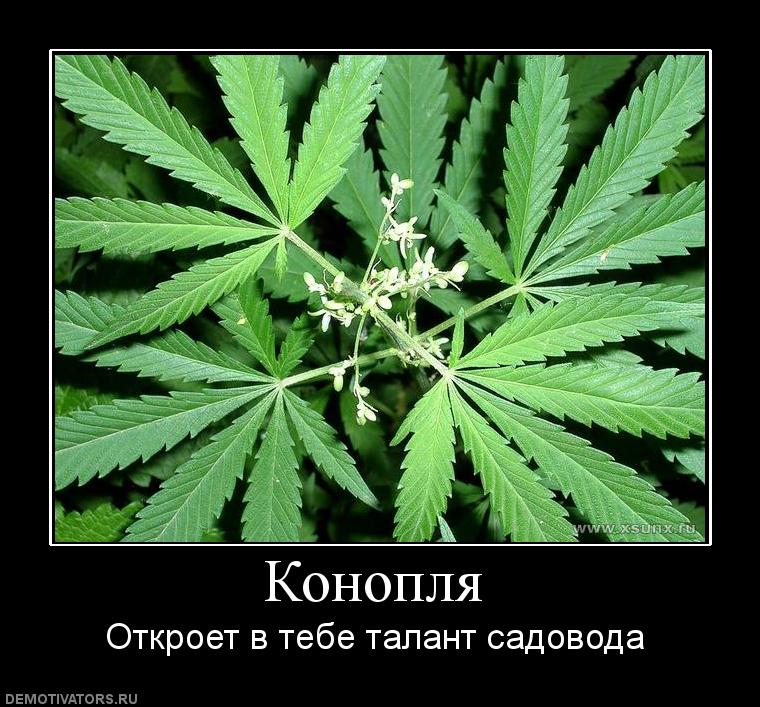Картинки конопля прикол конопля растет на улицах городов