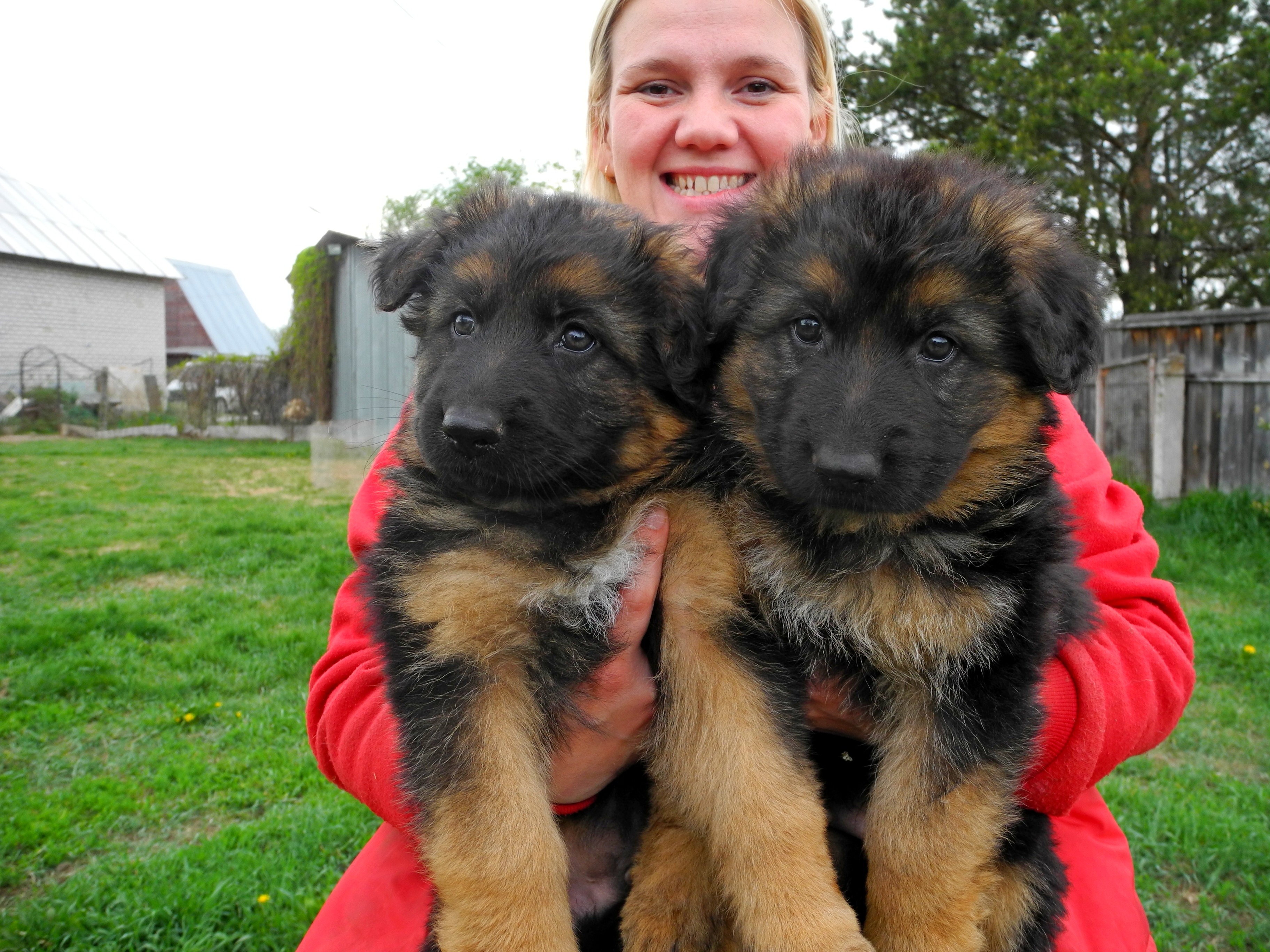 щенки немецкой овчарки 2 недели. щенки немецкой овчарки 1 неделя. щенки немецкой овчарки 2 недели. щенок метис немецкой овчарки 2 недели. щенки длиношерстной овчарки 2 мес.