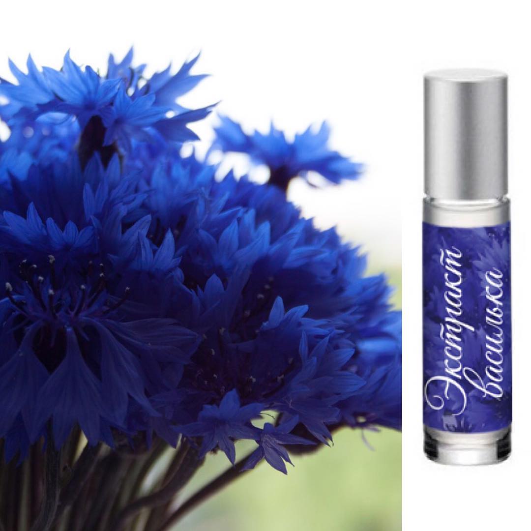 василек полевой. василек цельнолистный. василек волошка. василек экстракт. василек крупноголовый синий.