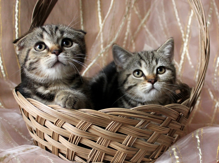 44 котенка картинки