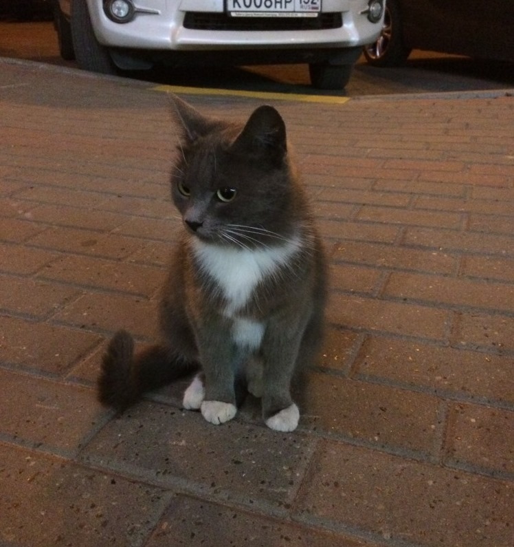 Серая кошка с белыми лапками. Серый котенок с белыми лапками. Серая кошка с белой грудкой. Серо-белый котёнок