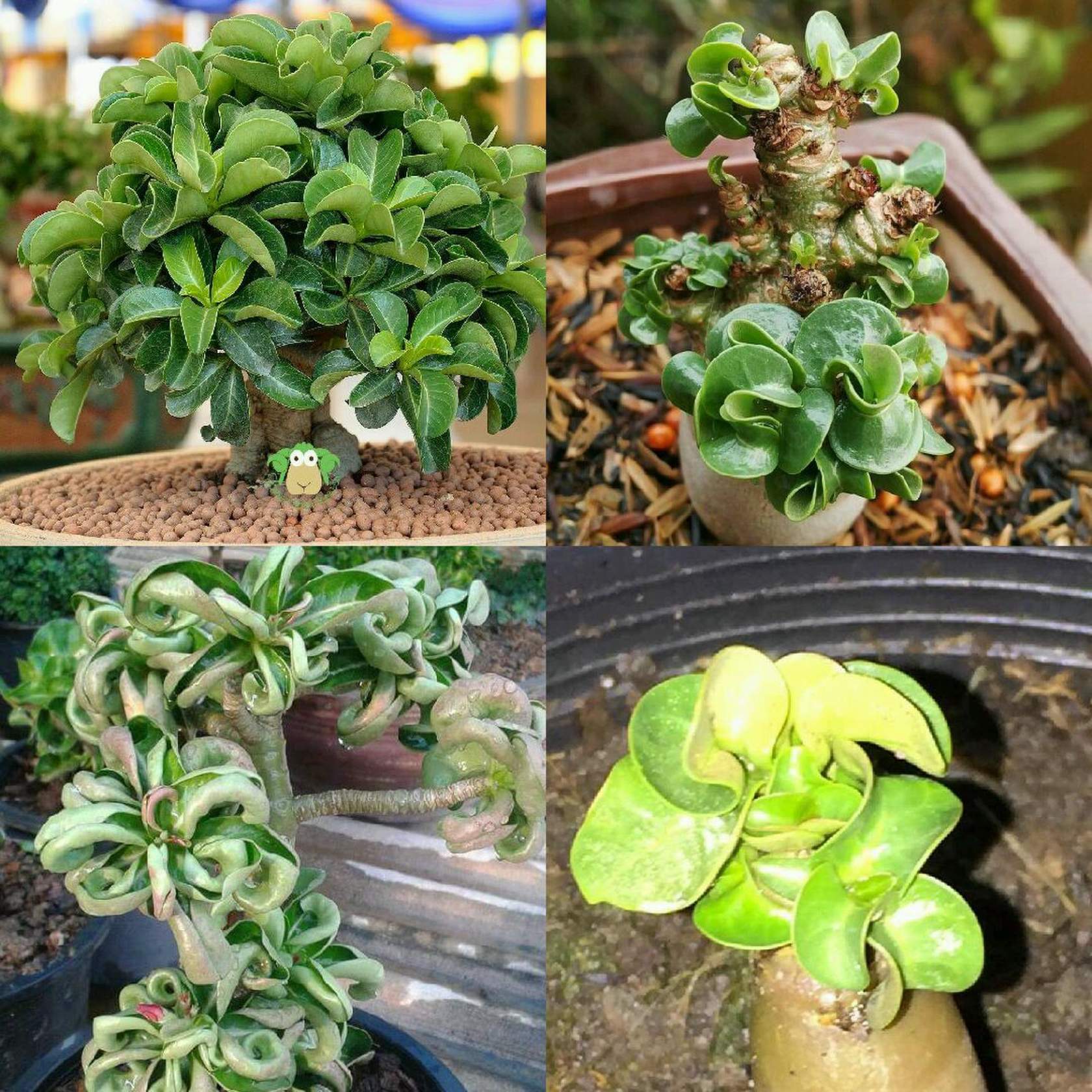 адениум дорсет хорн медуза. фикус микрокарпа дварф. адениум дорсет хорн. адениум dorset horn. адениум медуза барашек.