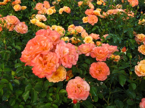 Rose Cubana