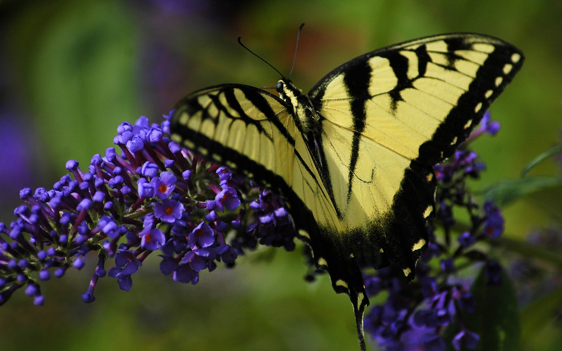 Обои на стол бабочки. Красивые бабочки. Сиреневые бабочки. Бабочка фиолетовая. Прекрасная бабочка.