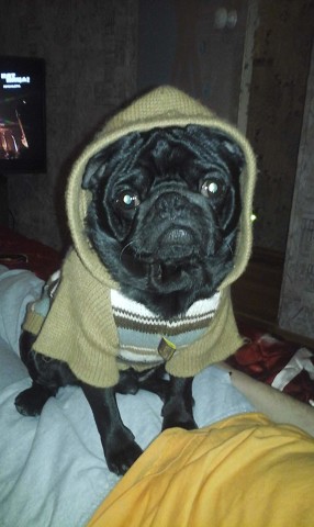 порода мопс щенки в руках. мопс в руке. мопс на руках. самый недорогой мопс. щенки мопса абрикосового окраса.