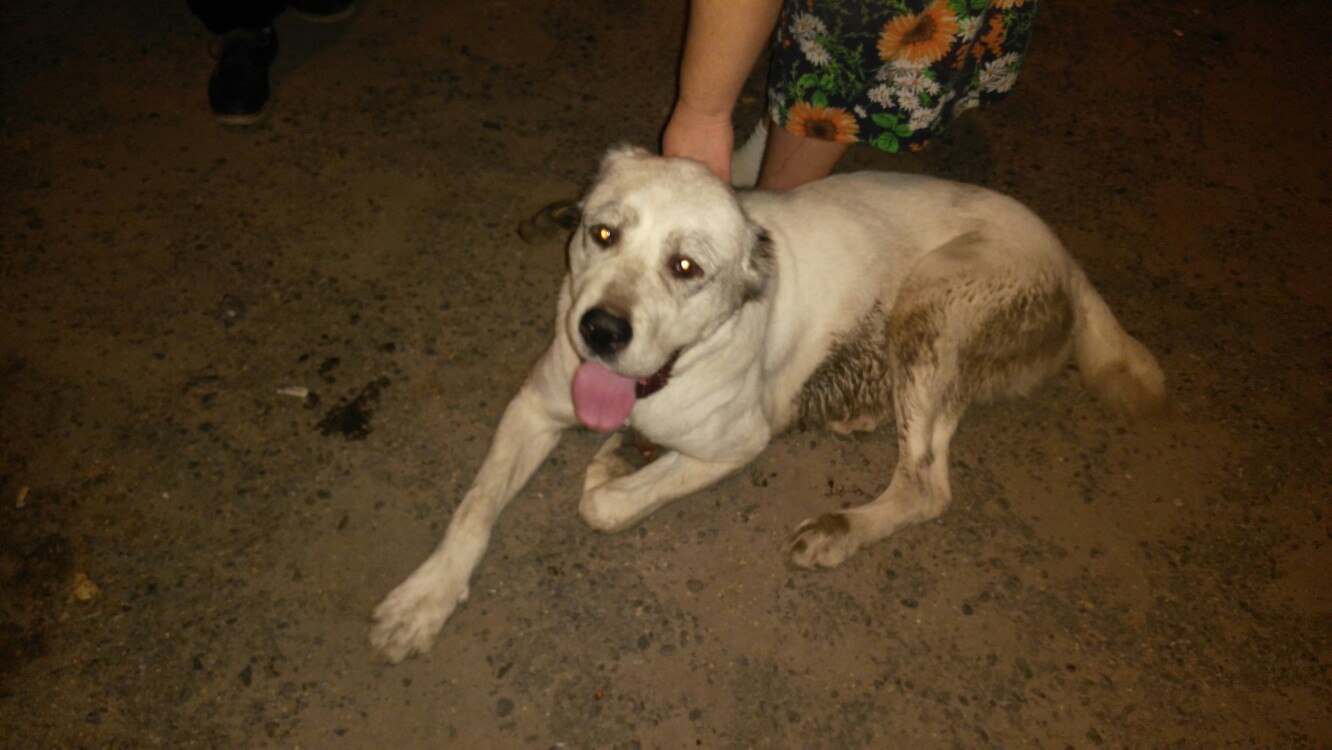 потеряшки чп