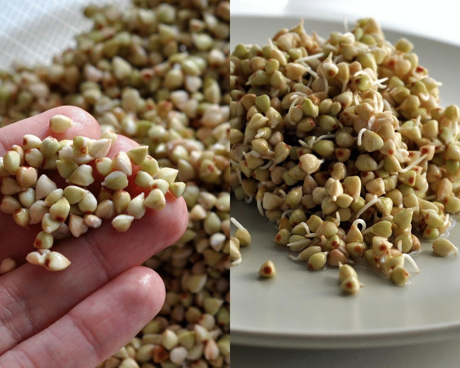 Пророщенная Зеленая Гречка Купить