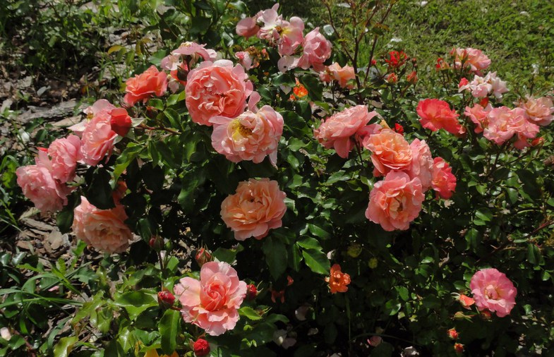 Девочки, осталось собрать 4 шт замечательной розы Marie Curie. 