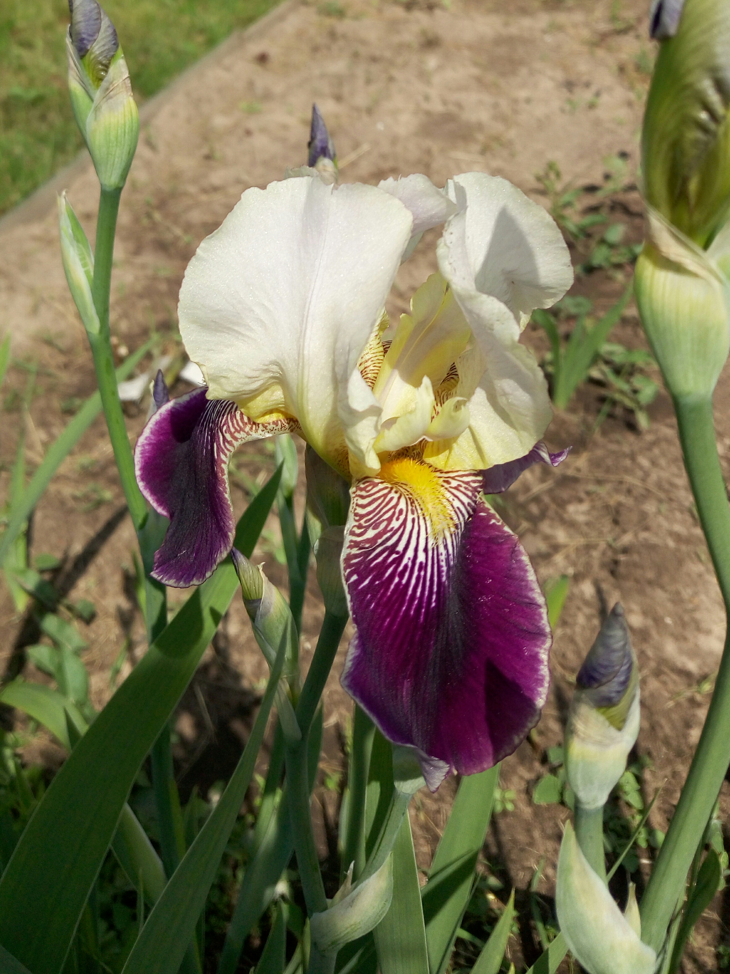 Ирис продам. Ирис монблан. Ирис бородатый вирджиния агнес. Ирис бородатый (касатик). Ирис визир.