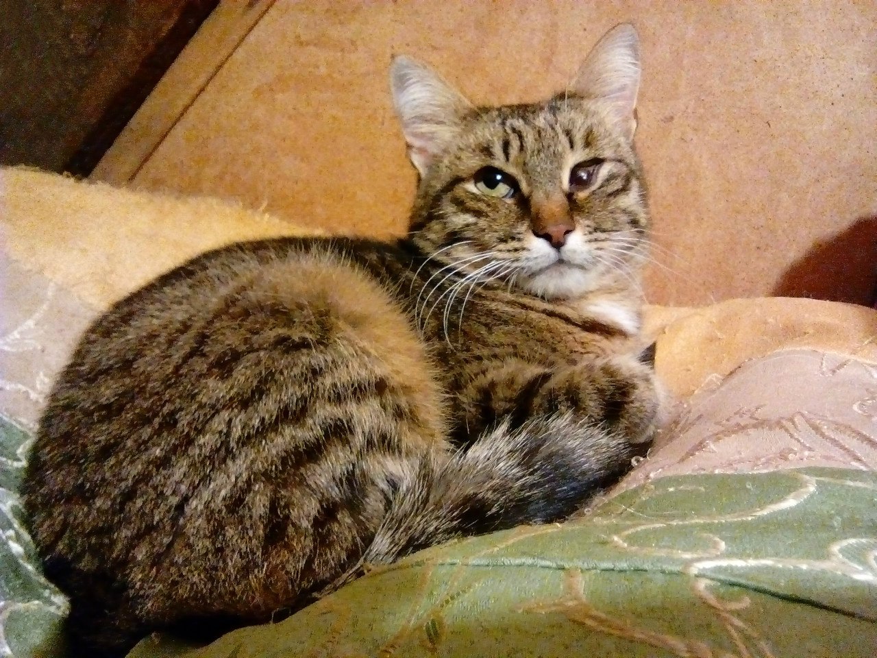 Кошки форум. Тарахтелка у кота. АМУРКАТ кошка. АМУРКАТ. Кошачий форум