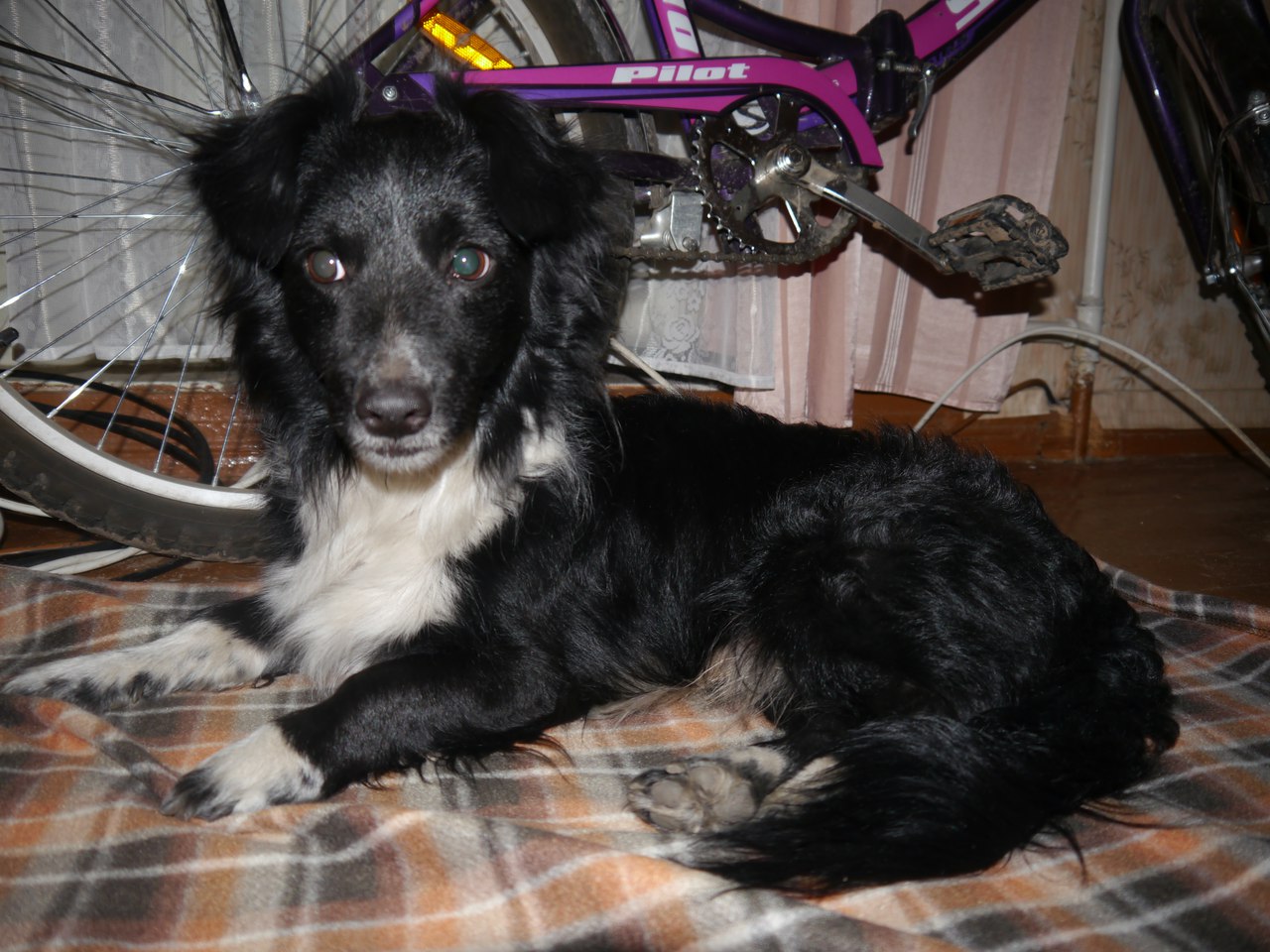 потеряшки нижний новгород собаки