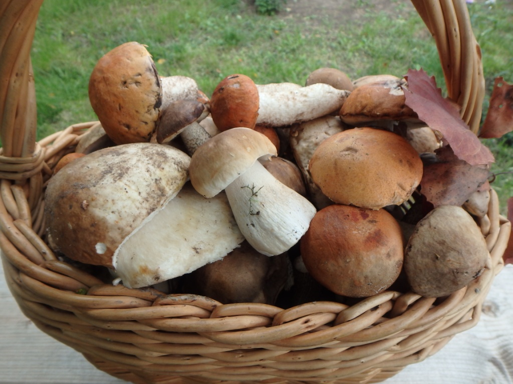 Mushroompus