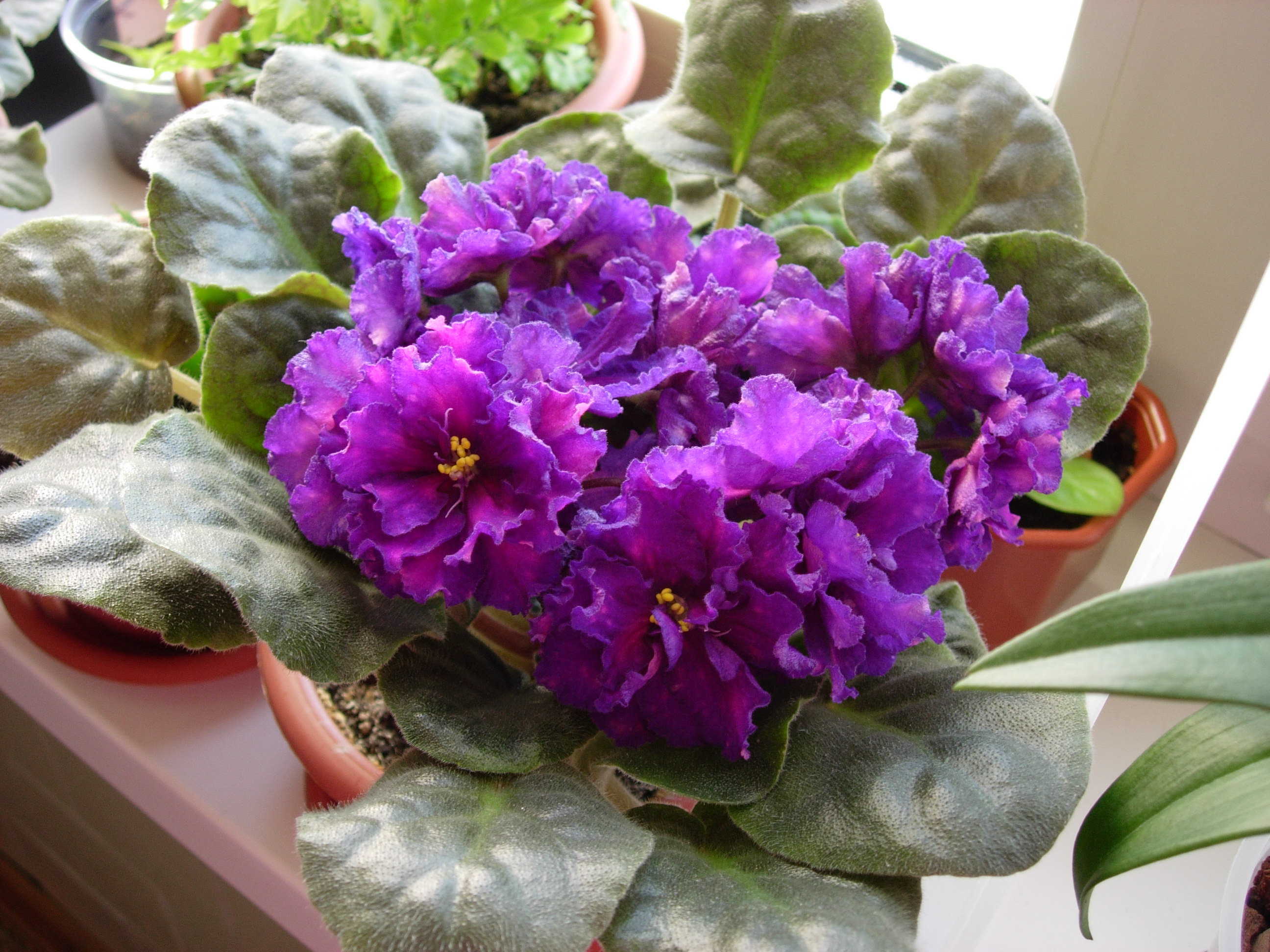 Украинские фиалки. Фиалка царский цвет. Фиалка украинский шансон. Фиалка сорт shanson. Фиалка вв аметист.