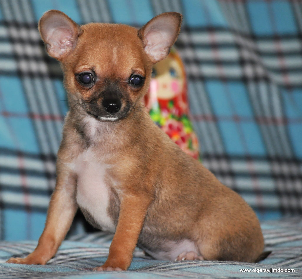 про маленького щенка. петербургская орхидея собака. гаванский бишон коричневый. щенок маленькой породы спб. маленькую собачку в хорошие руки.