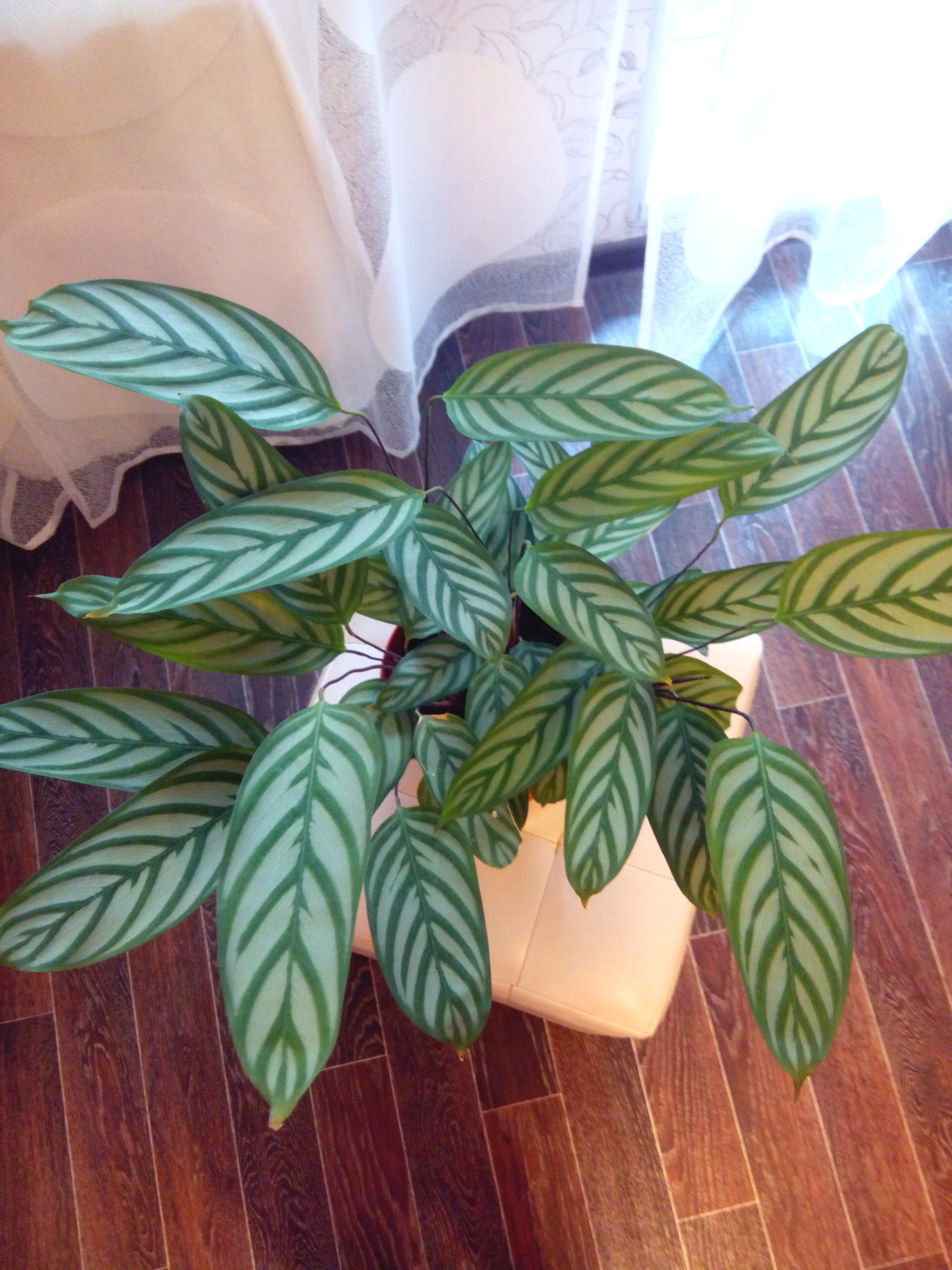 Ктенанта Компактстар. Калатея Orangery. Калатея Компактстар. Калатея ктенанта