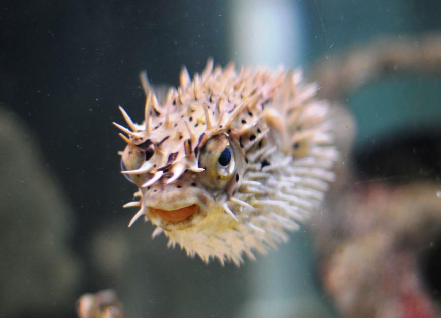 Рыба еж малек. Рыба еж фугу. Диодон рыба еж. Морской ёж иглобрюх. Длинноиглая рыба-ёж.