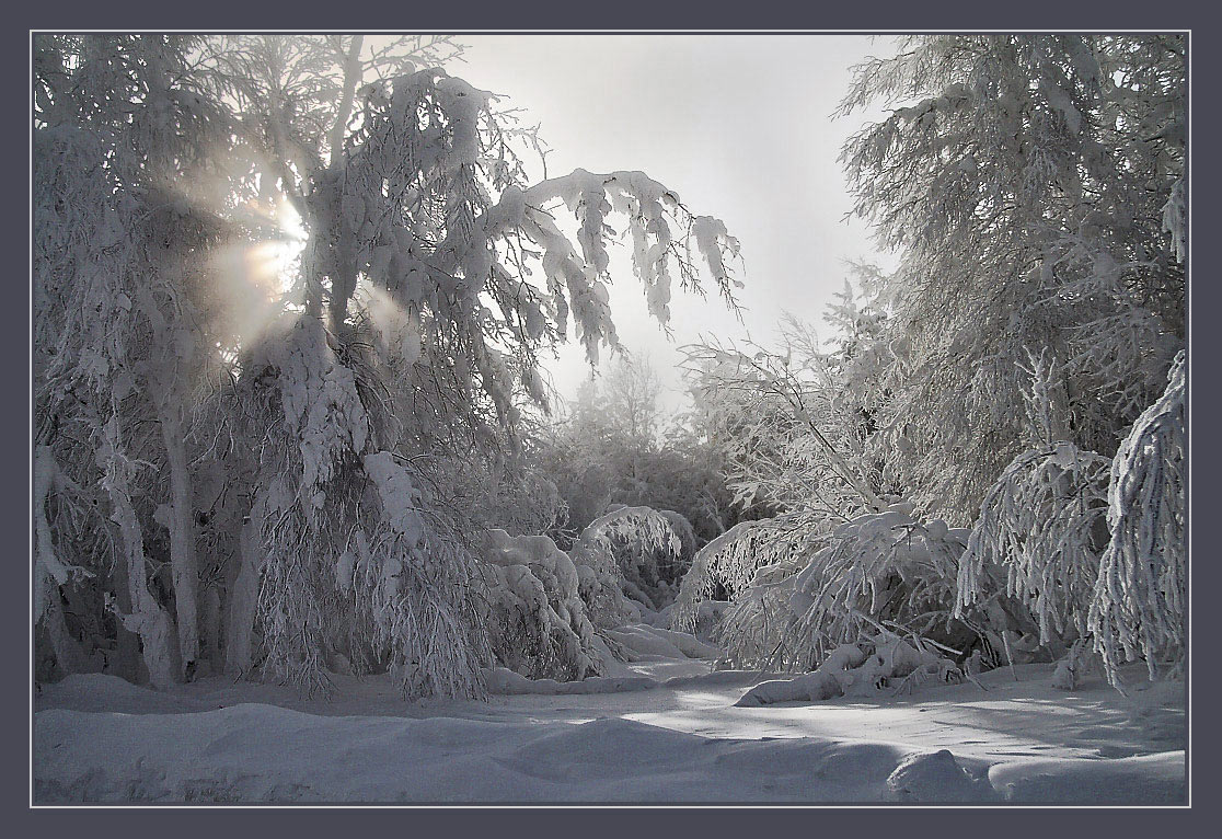Фф и в морозном лесу я навеки. Чародейкою зимою. Зима - Чародейка.. Околдованный зимний лес. Чародейкою зимой.