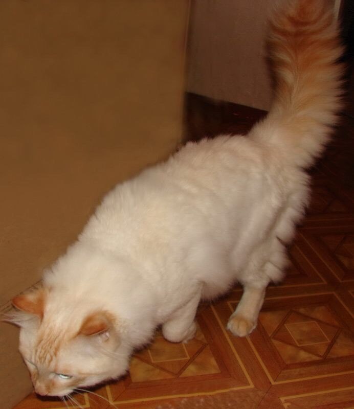 Купить Котенка Ред Поинт