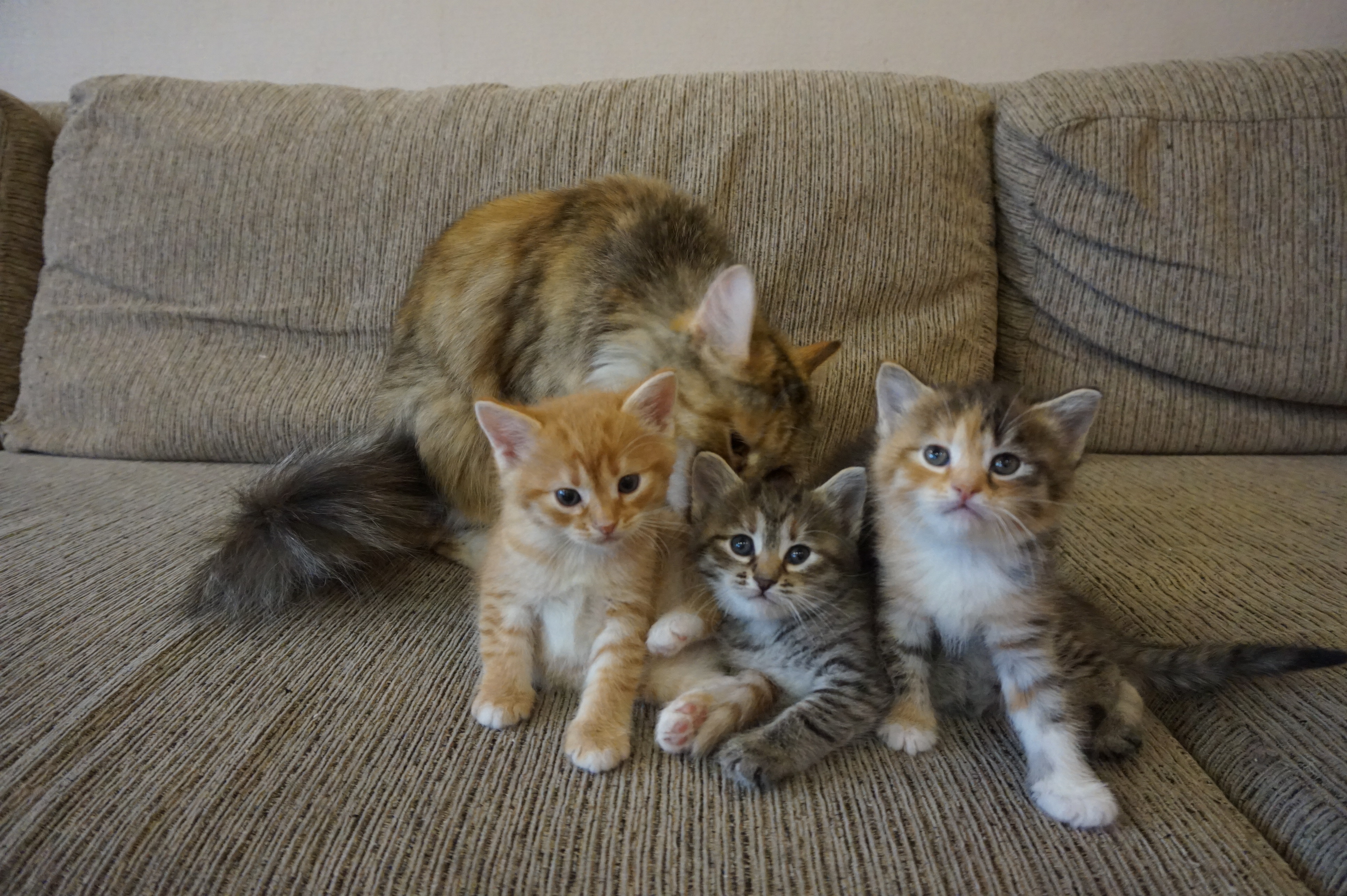 котятки спб. котенка петербургская. приму в дар котенка спб. котята от домашней кошки спб. котята в дар.