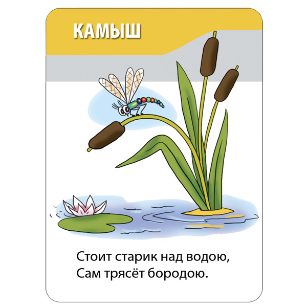 Звуковая схема слова камыши