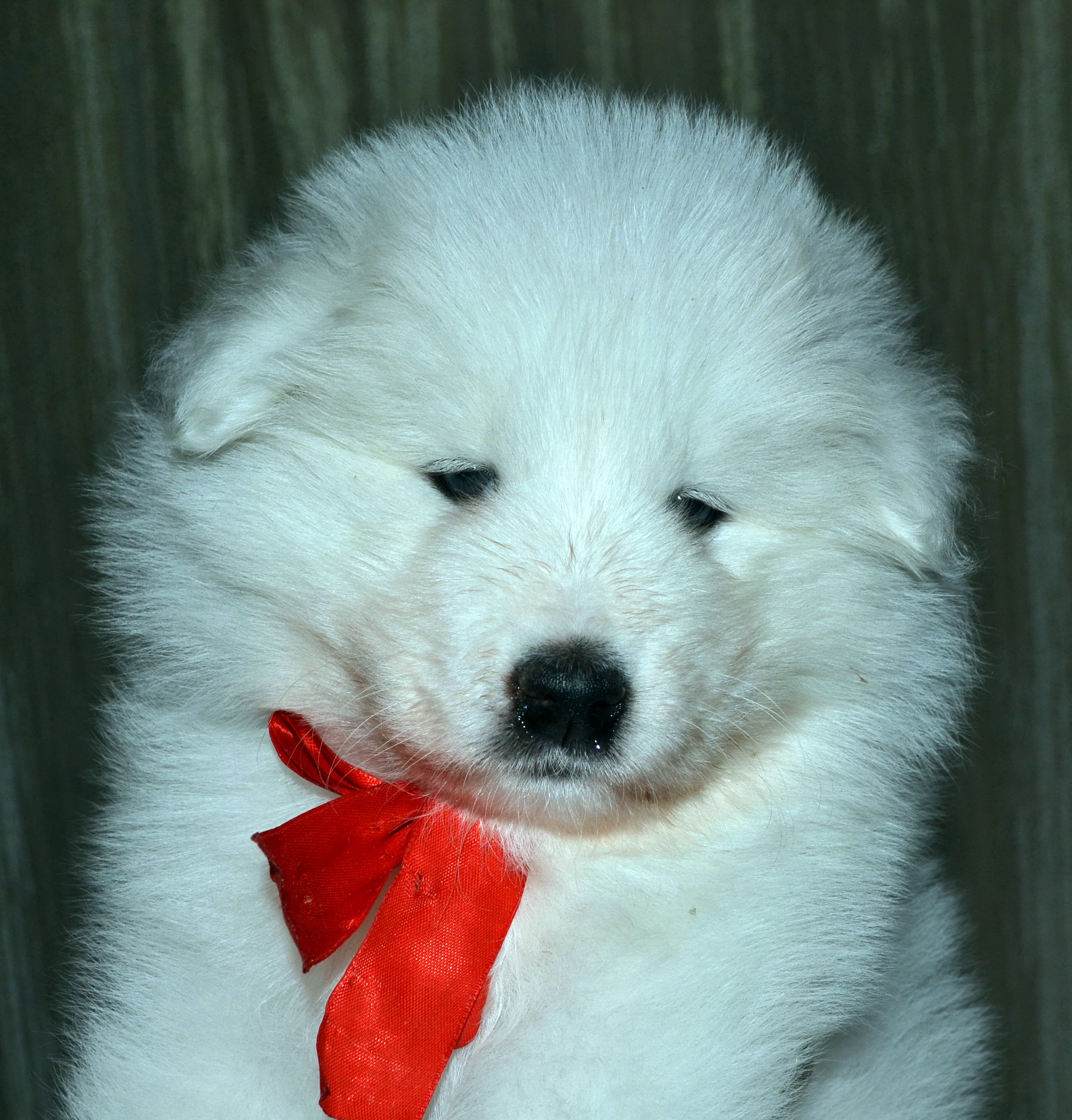 Щенки Самоеда Купить В Уфе