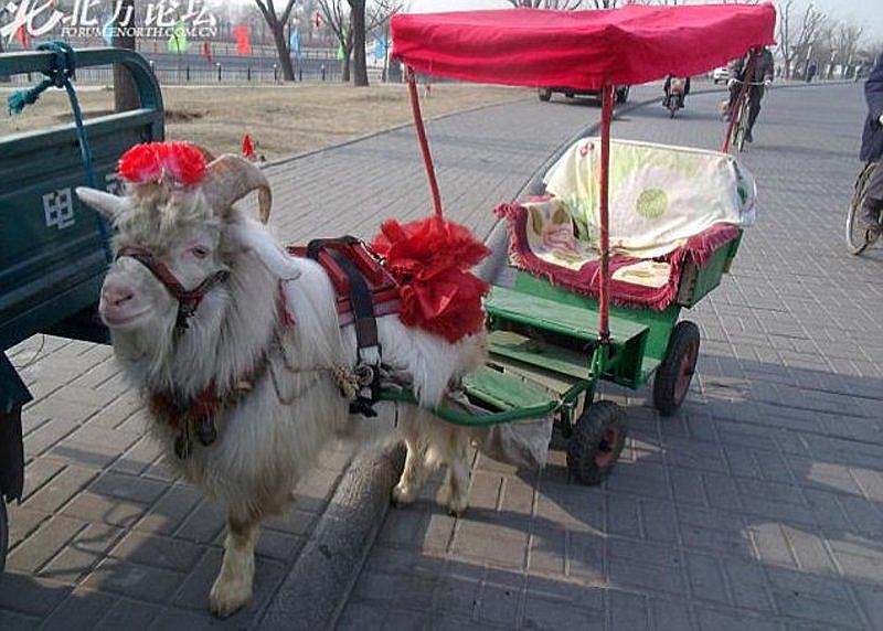 Коза в упряжке