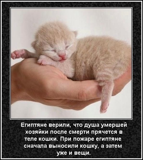 Факты Про Котов Смешные