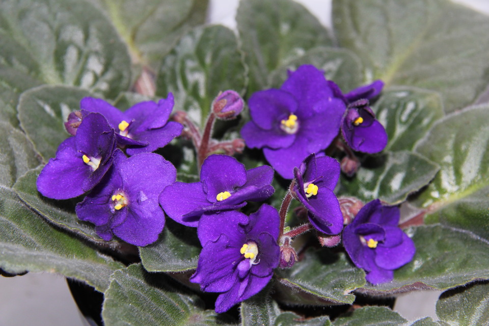 Простые фиалки. Фиалка фрэнсис. Узамбарская фиалка сиреневая. Фиалки простые. Сенполия узамбарская фиалка.