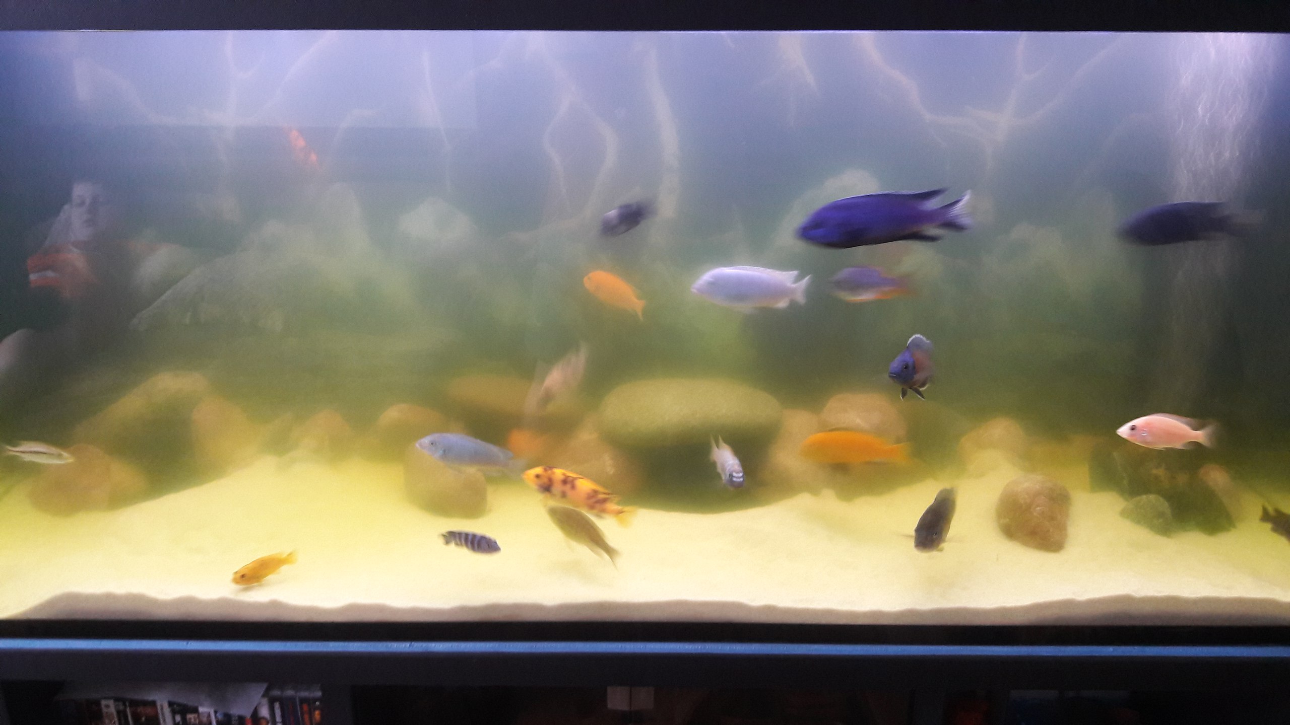 рыбки для аквариума. вода в аквариуме помутнела. вода в аквариуме немного помутнела. советский аквариум с рыбками. легкая муть в аквариуме.