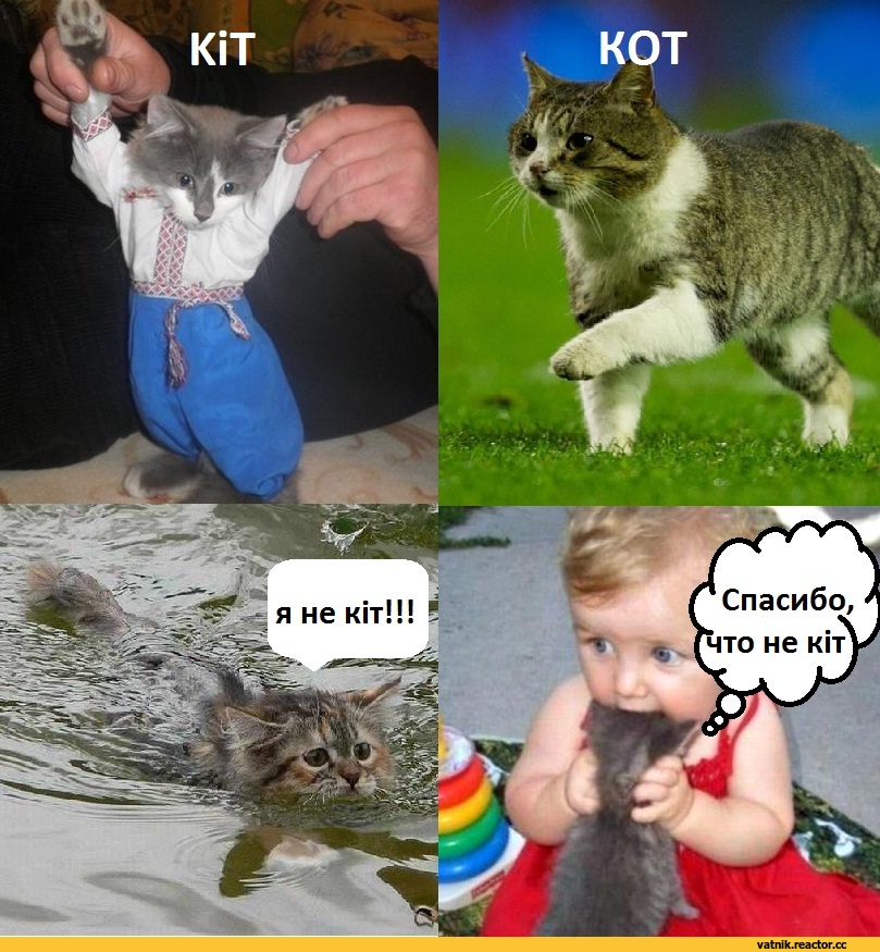 Спасибо что не кит картинка