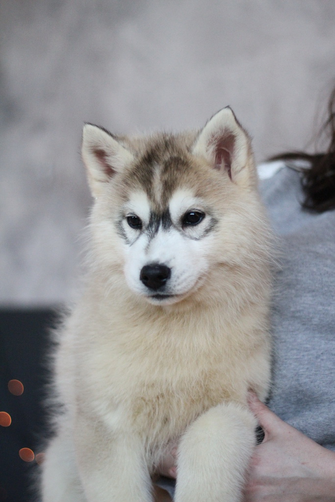 Маламут белый. Сибирский хаски пушистый. Хаски длинношерстные. Хаски на аляске. Маламут.