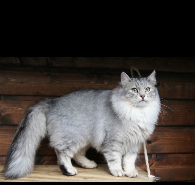 Сибирская кошка серая