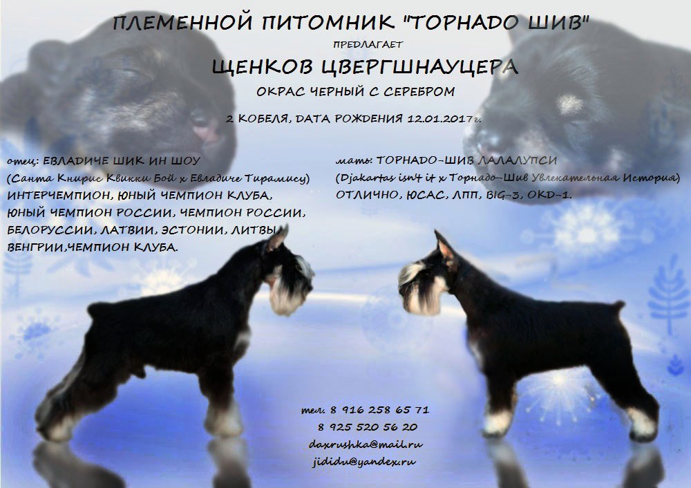 Презентация на продажу щенков