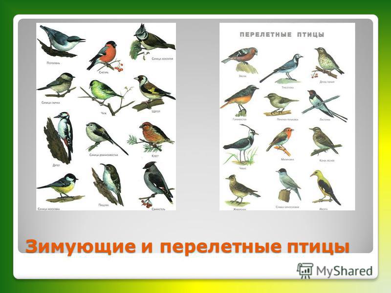 Перелетные птицы пермского края картинки