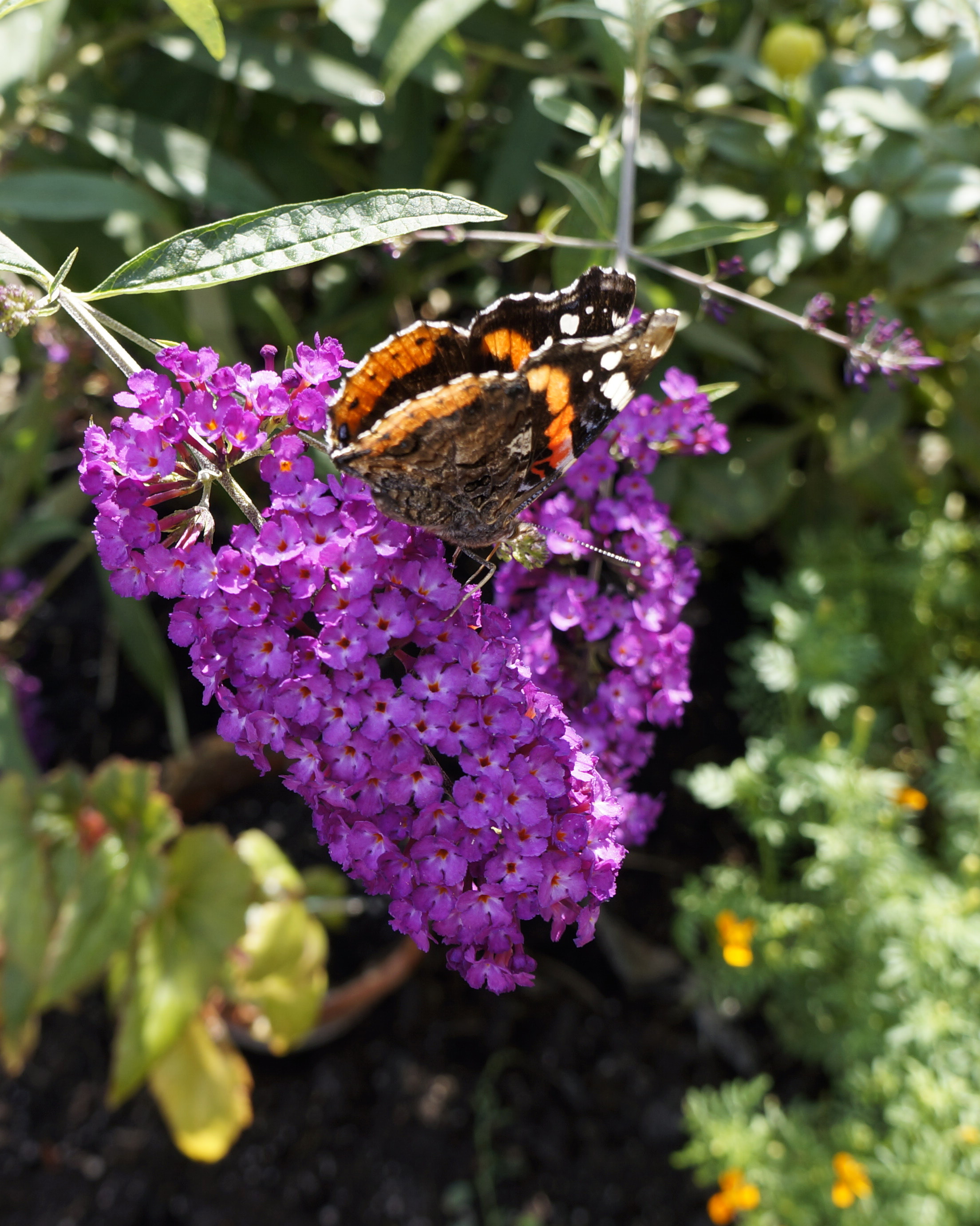 Pugster Amethyst Butterfly Bush Buddleia