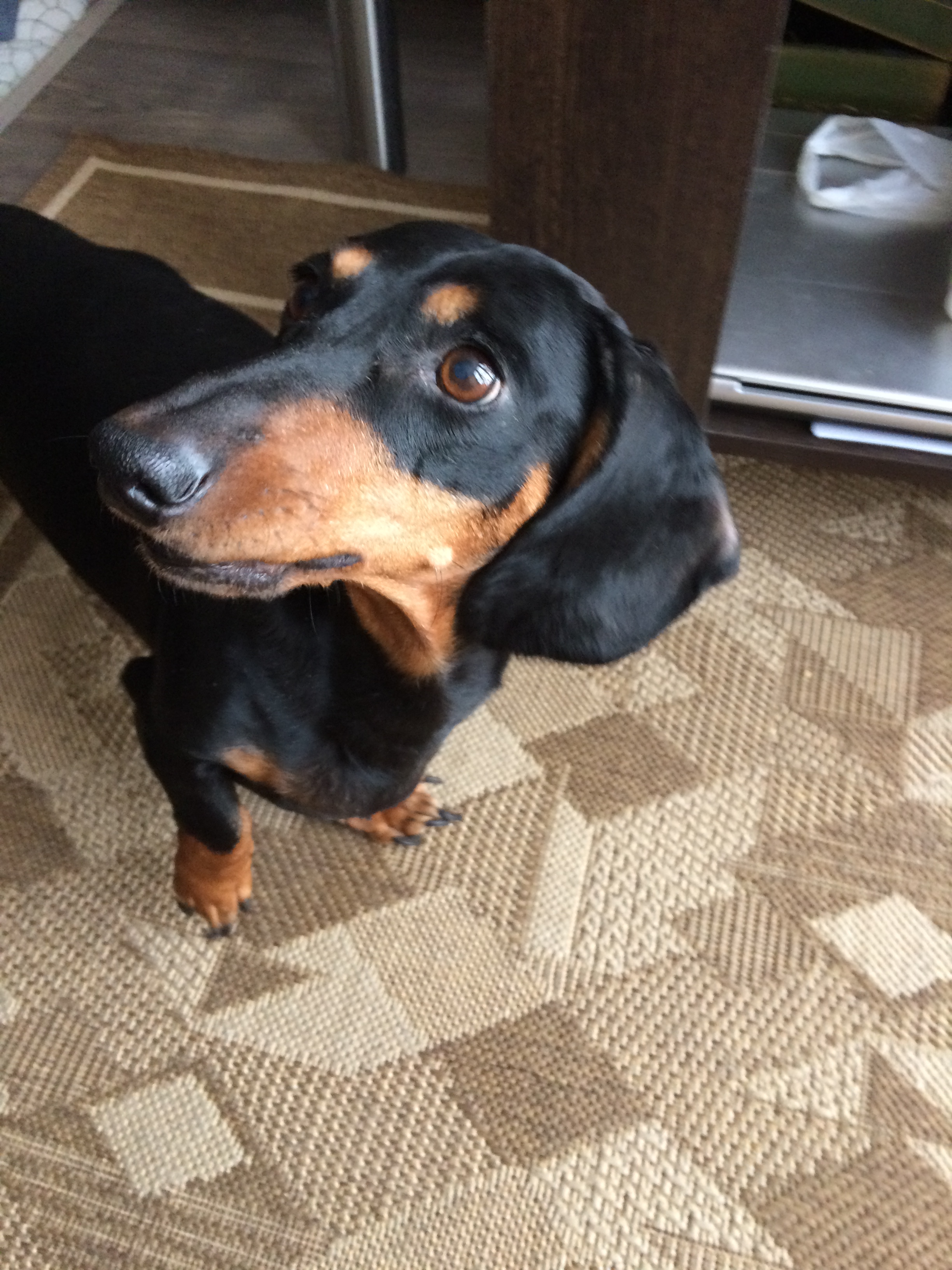 Такса в добрые руки. 'собака в хорошие руки таксу. Спб собака такса. Щенки таксы. Щенок таксы 4 месяца.